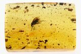 Fossil True Bug (Heteroptera) In Baltic Amber #288593-1